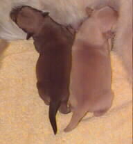 2-day-old Chinook puppies