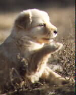 Hurricane Tchoutacabouffa